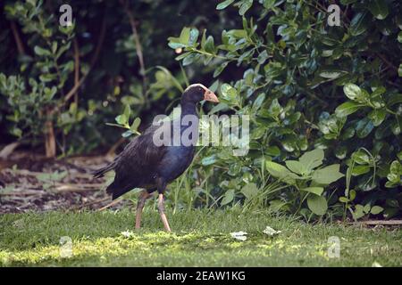 Pukeko Vogel in Neuseeland Stockfoto