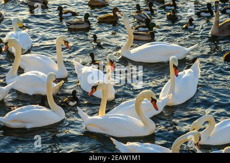 Stockholm Lira See Swan County Stockfoto