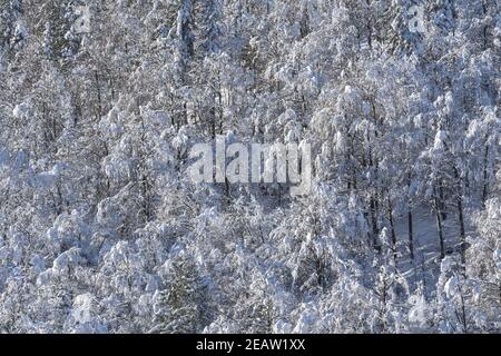 Wald im winter Stockfoto