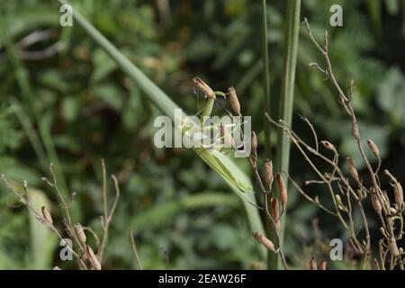 Die weibliche Mantis religiöse. Räuberische Insekten mantis Stockfoto