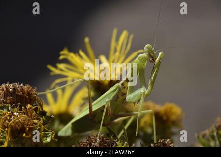 Die weibliche Mantis religiöse. Räuberische Insekten mantis Stockfoto