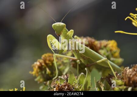 Die weibliche Mantis religiöse. Räuberische Insekten mantis Stockfoto