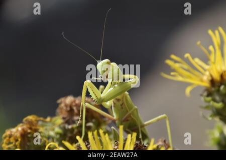 Die weibliche Mantis religiöse. Räuberische Insekten mantis Stockfoto