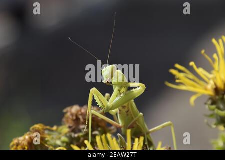 Die weibliche Mantis religiöse. Räuberische Insekten mantis Stockfoto