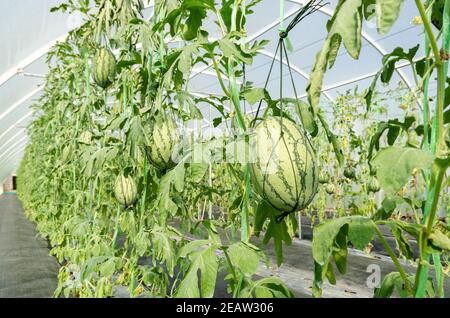 Wassermelone Plantage im Gewächshaus Stockfoto