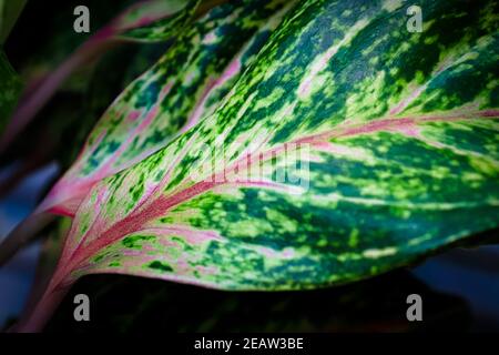 Rosa Stängel auf einem aglaonema-Hauspflanzenblatt Stockfoto