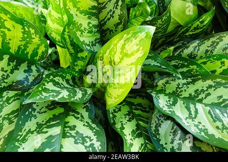 Ein Hintergrund der chinesischen Evergreen Pflanze Blätter Stockfoto