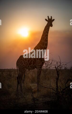 Nahaufnahme der südlichen Giraffe, die gegen die Sonne geschildet wurde Stockfoto