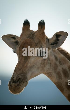 Nahaufnahme der südlichen Giraffe, die gegen den Himmel geschildet wurde Stockfoto