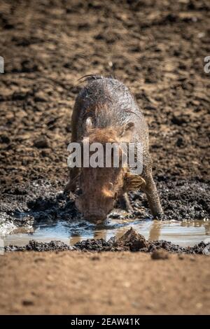 Gewöhnlicher Warzenschwund beugt sich, um aus dem Wasserloch zu trinken Stockfoto