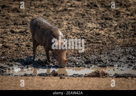 Gewöhnlicher Warzenschwein trinkt aus schlammigem Wasserloch Stockfoto