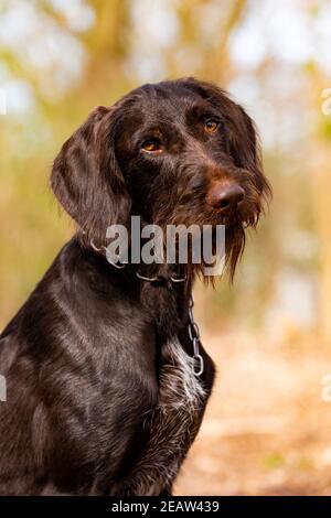 Drahthaar Portrait Stockfoto