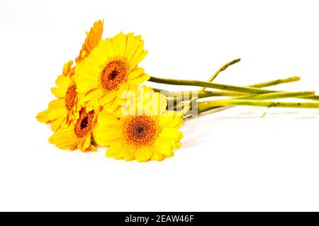Chrysanthemen vor weiÃŸem Hintergrund Stockfoto