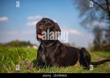 Drahthaar Portrait Stockfoto