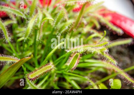 Sonnentauben, Drosera capensis fleischfressende Pflanze Nahaufnahme Stockfoto