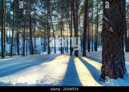 Winterlandschaft in einem Kiefernwald. Die Sonne scheint durch die Bäume und erzeugt lange Schatten Stockfoto