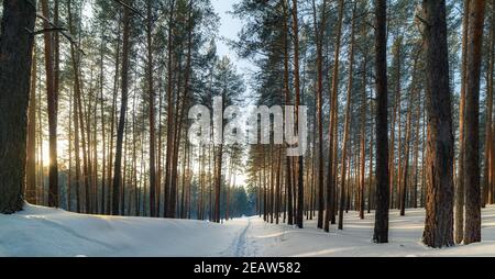 Winterlandschaft in einem Kiefernwald. Der Weg im Schnee geht in die Ferne zwischen den Bäumen Stockfoto