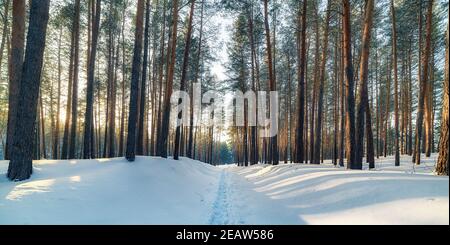 Winterlandschaft in einem Kiefernwald. Der Weg im Schnee geht in die Ferne zwischen den Bäumen Stockfoto