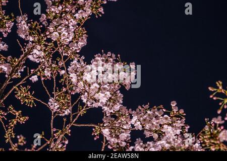 Roppongi 1-chome von Sakura Stockfoto