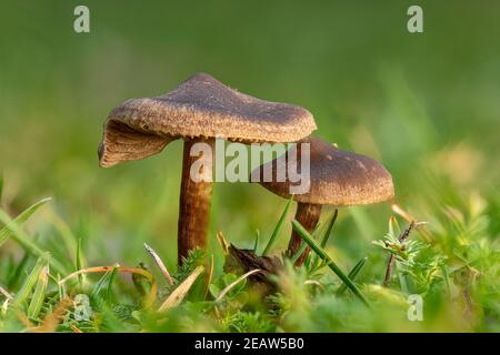 Kleine braune schleimige Lamellenpilze auf dem Rasen Stockfoto