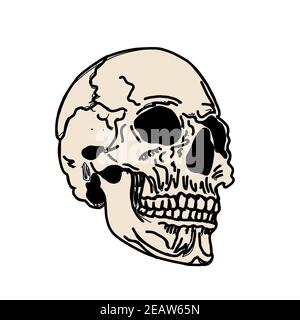 Schädel isoliert auf weiß. Mertice, Zombie. Weiße Wanderer. Knochendarstellung. Stockfoto