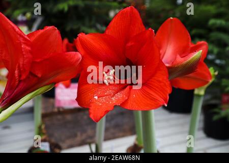 Rote Amaryllis Blütenköpfe in voller Blüte Stockfoto