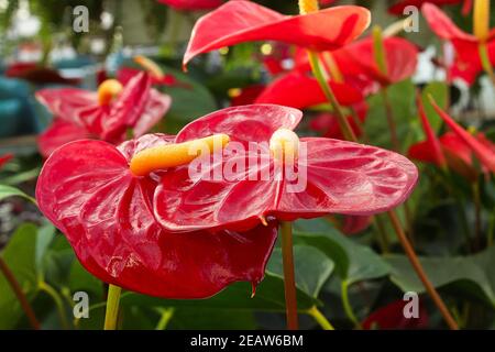 Nahaufnahme von bunten Anthurium-Blättern auf Pflanzen Stockfoto