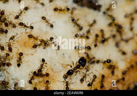 Argentinische Ameisen Linepitheema humile Fütterung auf Lebensmittelreste. Stockfoto