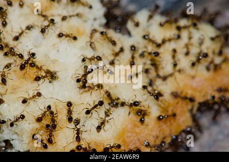 Argentinische Ameisen Linepitheema humile Fütterung auf Lebensmittelreste. Stockfoto