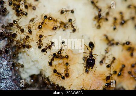 Argentinische Ameisen Linepitheema humile Fütterung auf Lebensmittelreste. Stockfoto