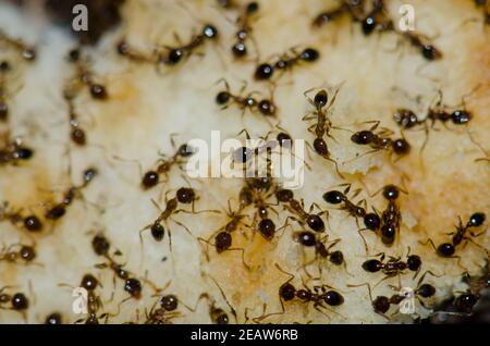 Argentinische Ameisen Linepitheema humile Fütterung auf Lebensmittelreste. Stockfoto