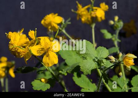 Celandine Pflanze der Familie der Butterblume, die gelbe Blüten im frühen Frühjahr produziert. Sonnenfoto. Stockfoto