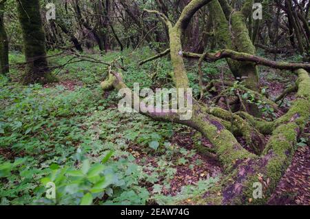 Laurel Wald im Garajonay Nationalpark. Stockfoto