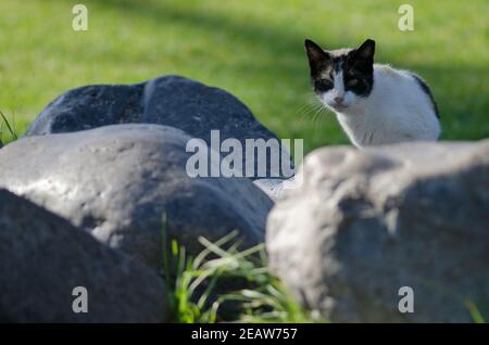 Katze zwischen den Felsen eines Gartens. Stockfoto