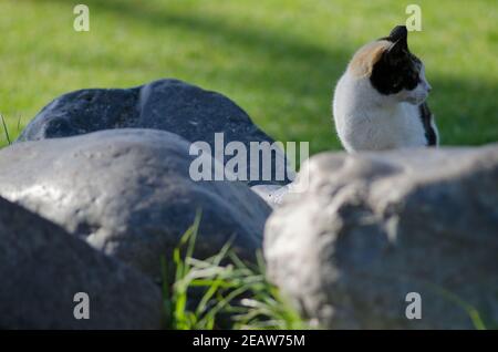 Katze zwischen den Felsen eines Gartens. Stockfoto
