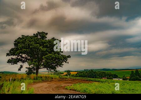 Sieben Sterne von Bäumen und wolkigen Himmel (Hokkaido Biei-Cho) Stockfoto