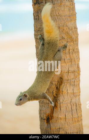 Pattaya Beach nettes Eichhörnchen (Thailand) Stockfoto