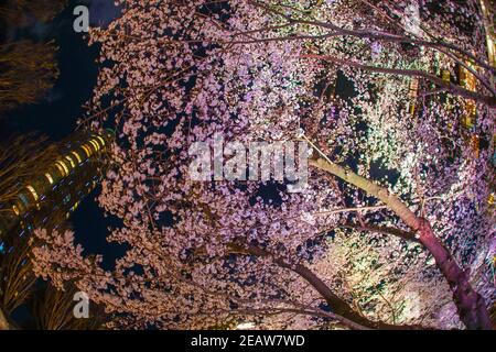 Kirschblüten im Tokyo Midtown Hinokicho Park Stockfoto