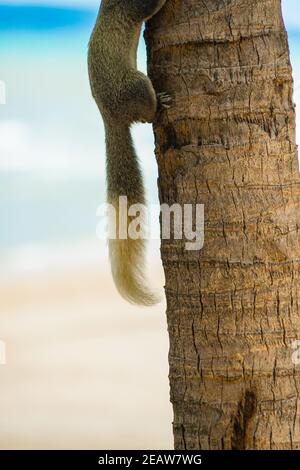 Pattaya Beach nettes Eichhörnchen (Thailand) Stockfoto
