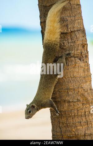 Pattaya Beach nettes Eichhörnchen (Thailand) Stockfoto