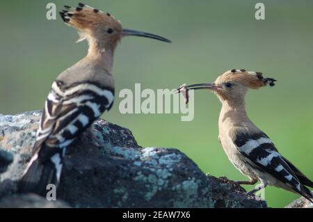 Eurasische Reifen Upupa epops. Stockfoto