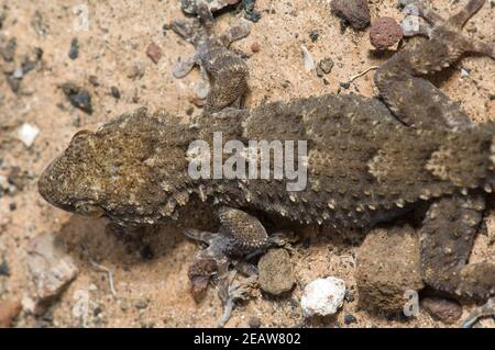 Ostkanariengecko Tarentola angustimentalis. Stockfoto