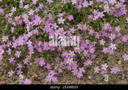 Virgin's Mantle Fagonia cretica in Blume. Stockfoto