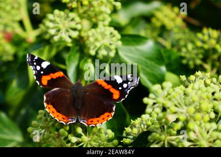 Admiral Ende September auf Efeu-Blütenstand Stockfoto