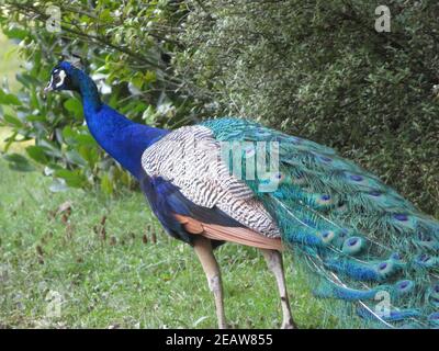 Schöner Pfau von fantastisch hellen Farben von langen Federn Stockfoto