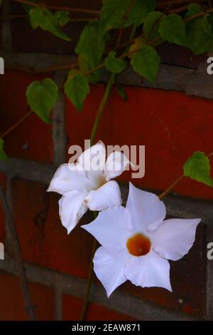 Mandevilla sanderi Stockfoto