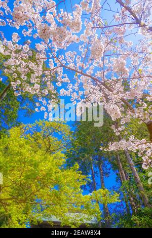 Engakuji der vollen Blüte des Kirschbaumes (Kamakura, Präfektur Kanagawa) Stockfoto