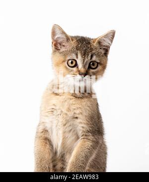 Kätzchen golden getickt britische Chinchilla gerade sitzt vorne auf Ein weißer Hintergrund Stockfoto