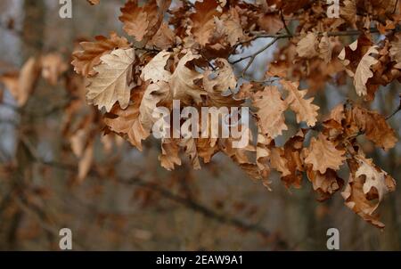 Nahaufnahme von welkenden Blättern auf dem Baum Stockfoto