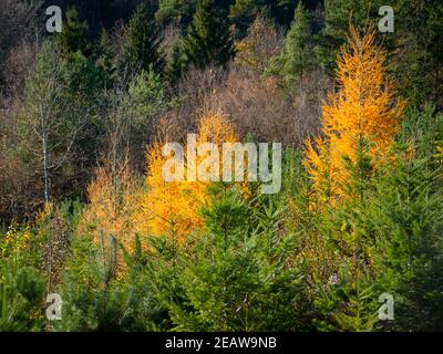 Tannenbäume im herbstlichen Wald Stockfoto